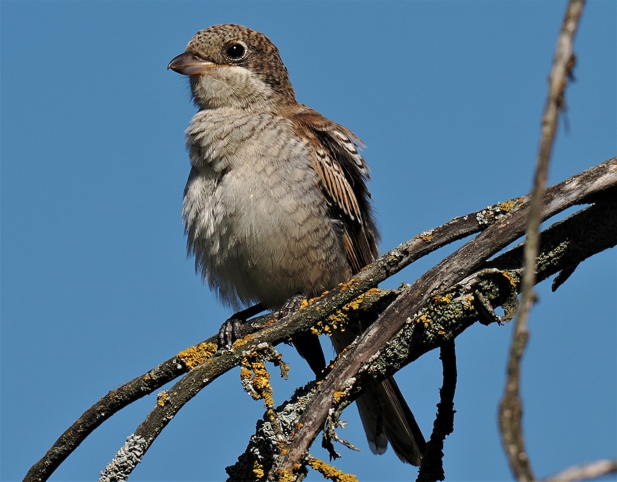 Woodchat Shrike - ML594154831