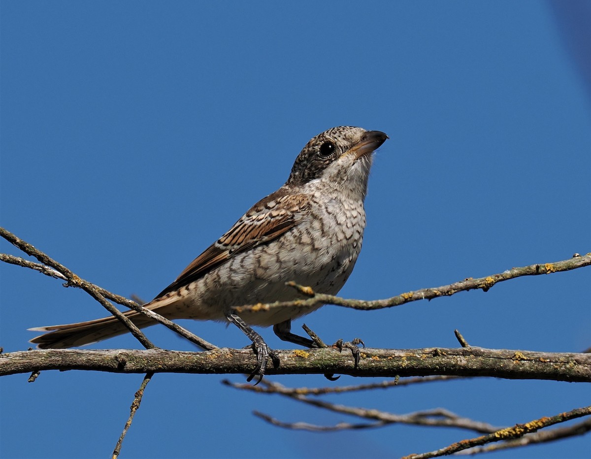 Woodchat Shrike - ML594154861