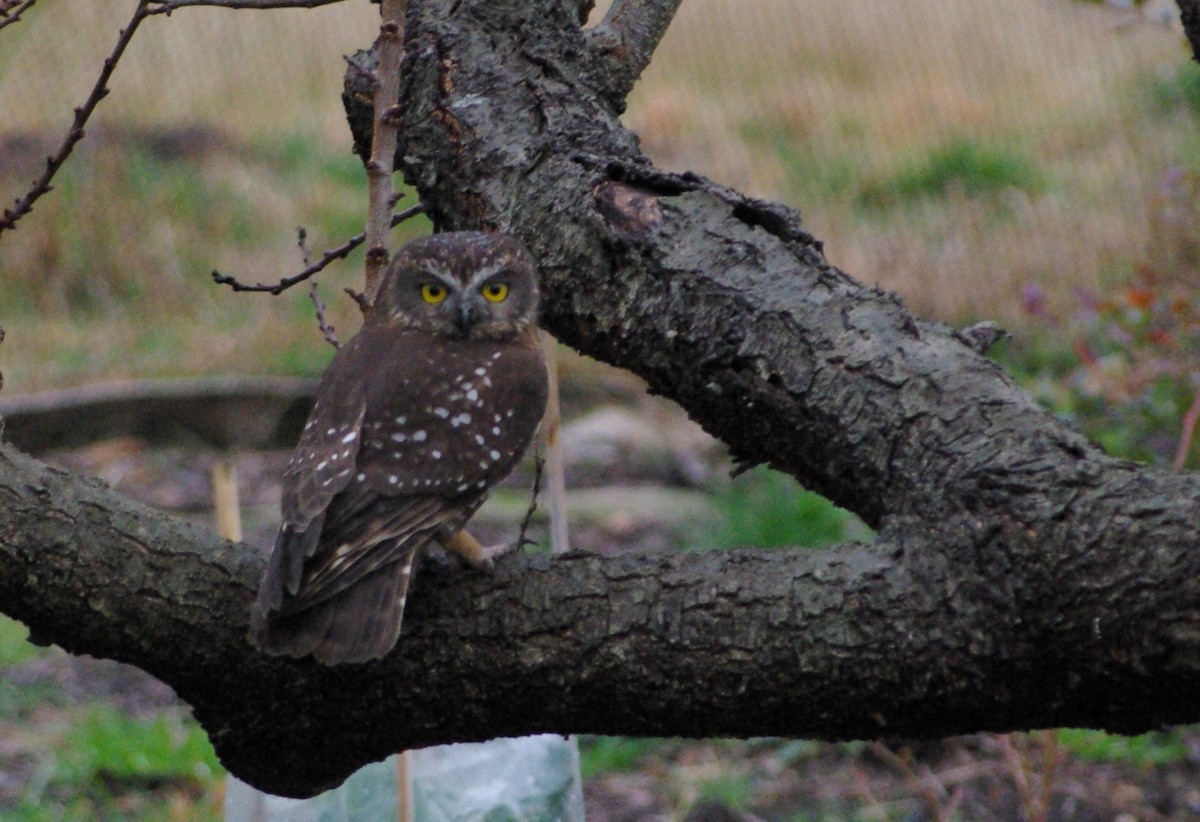 Tasmanian Boobook - ML594155441