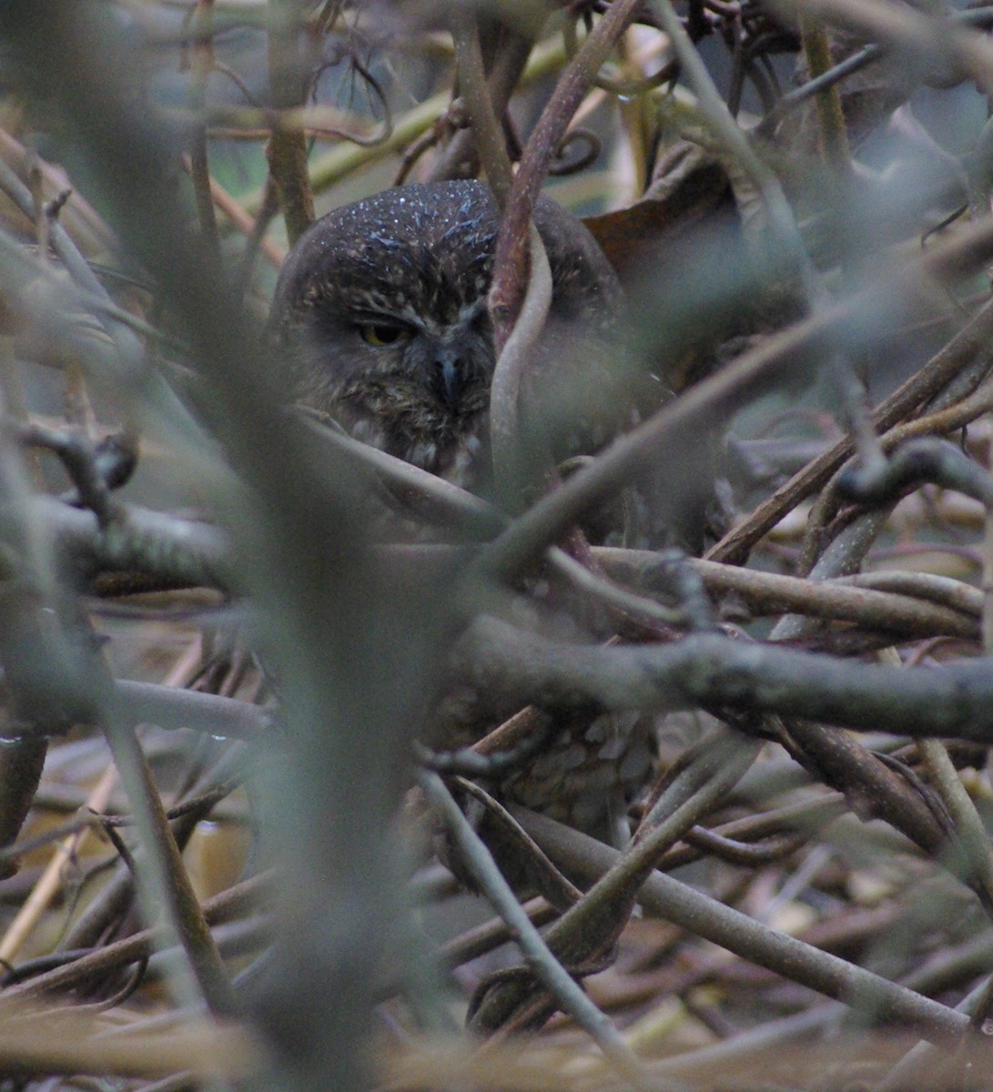 Tasmankuckuckskauz - ML594155451