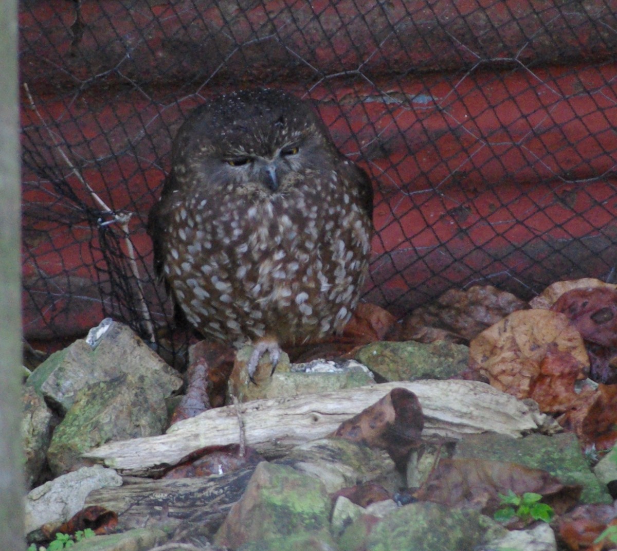 Tasmanian Boobook - ML594155461