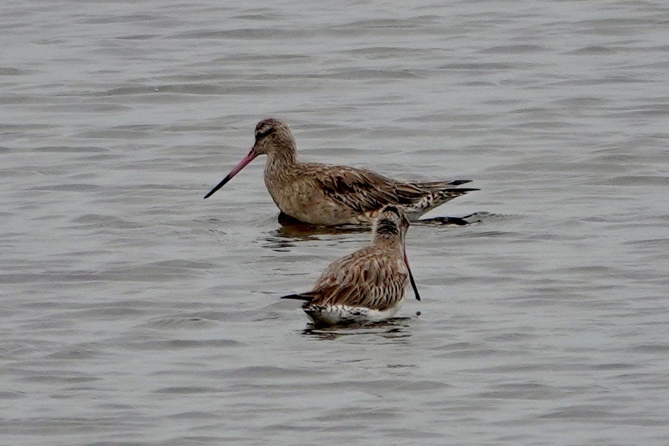 Bar-tailed Godwit - ML594155481