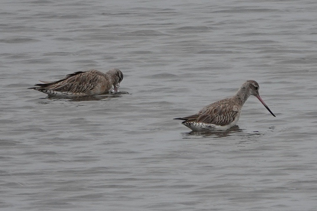 Bar-tailed Godwit - ML594155511