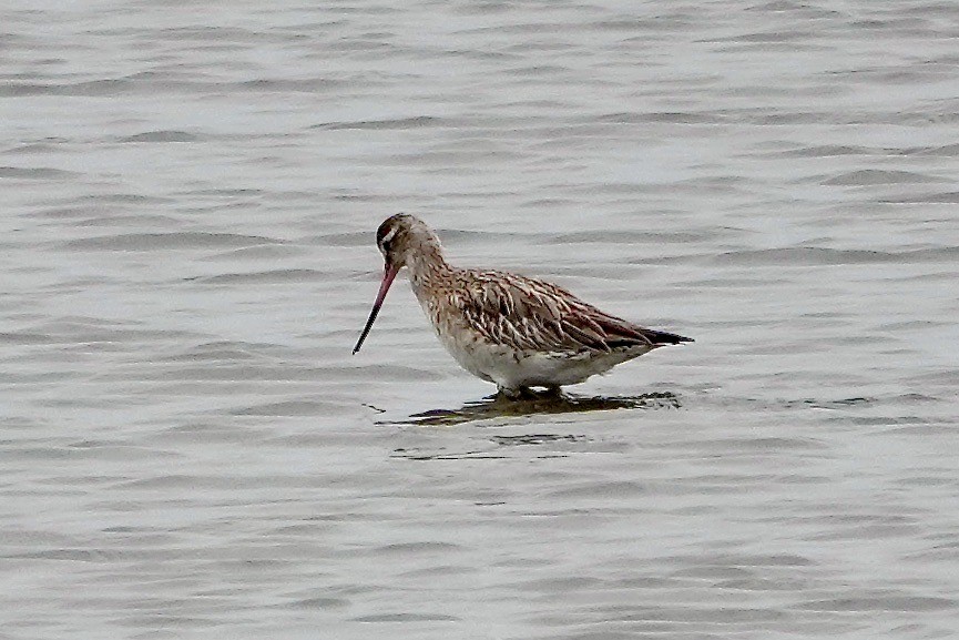 Bar-tailed Godwit - ML594155521
