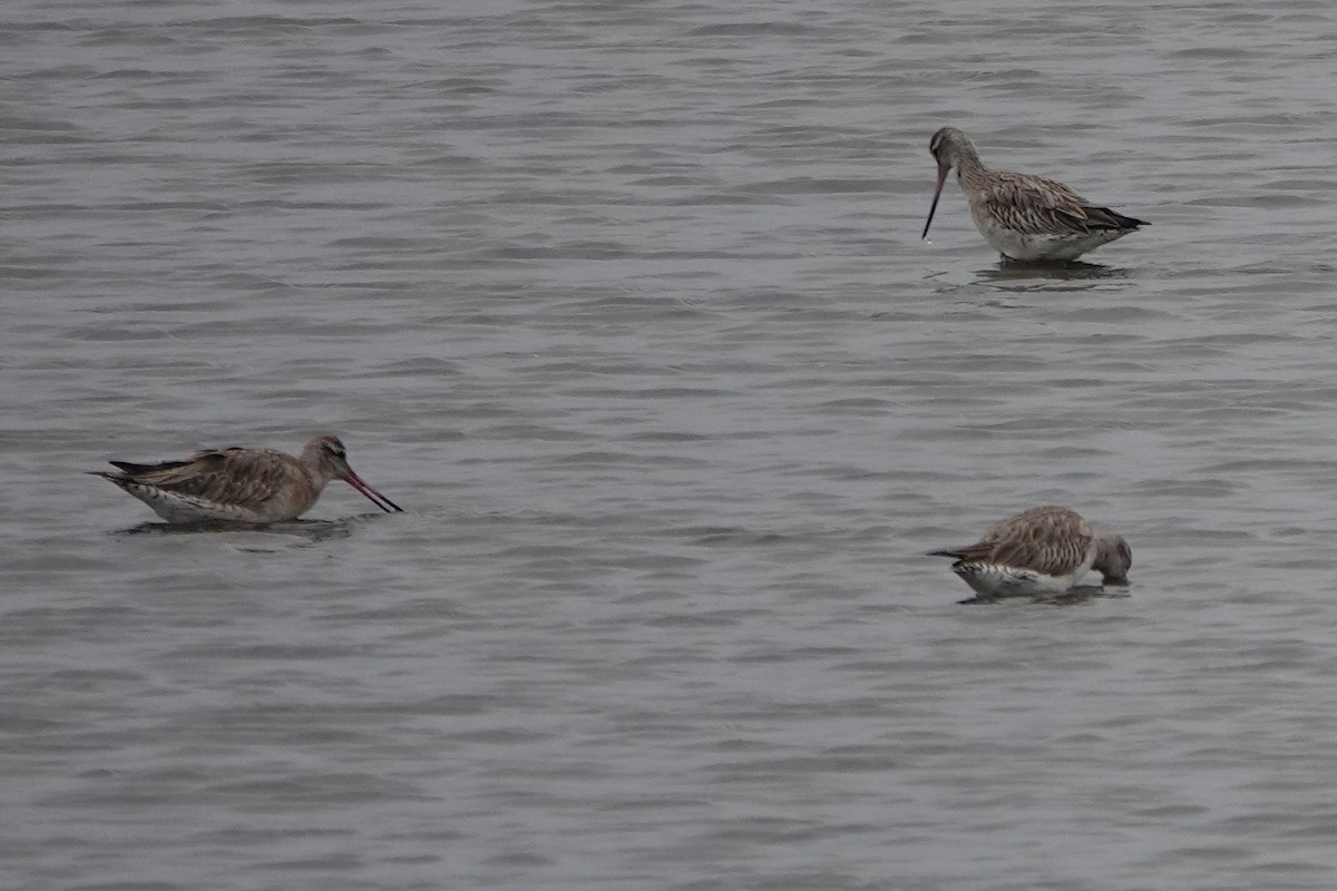 Bar-tailed Godwit - ML594155531