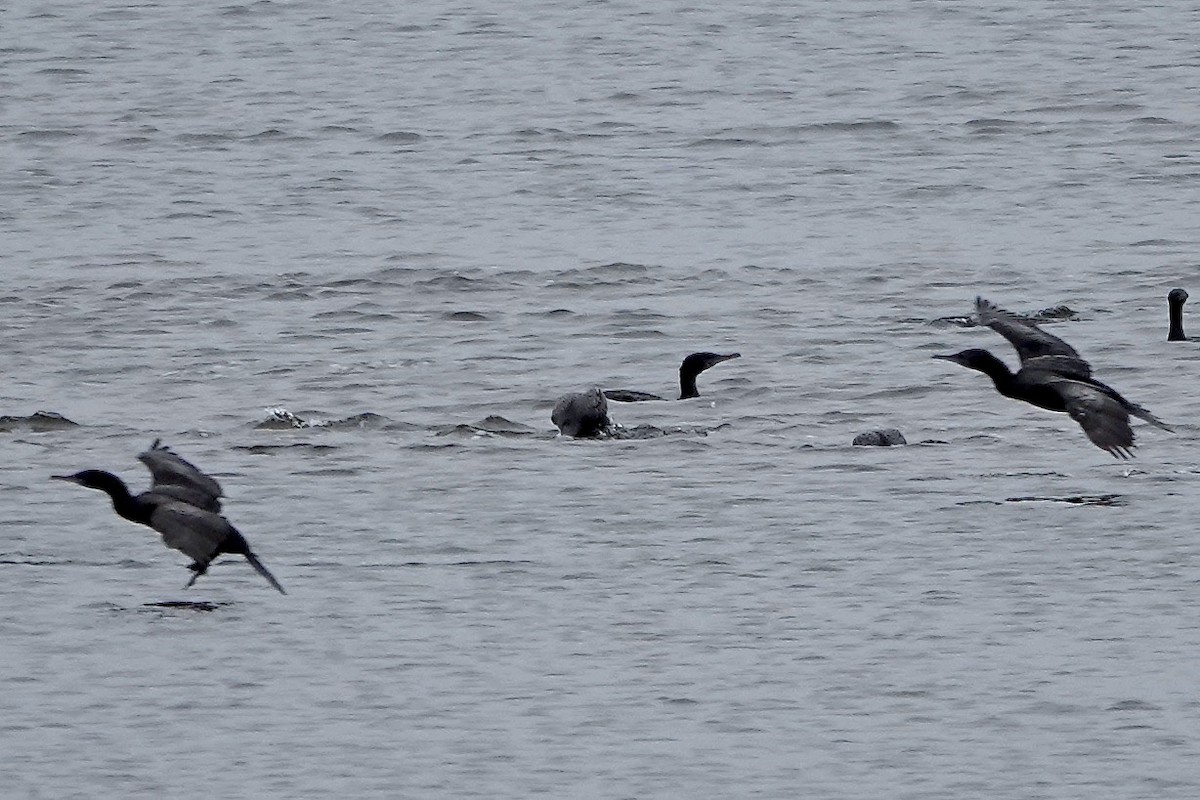 Little Black Cormorant - ML594155571