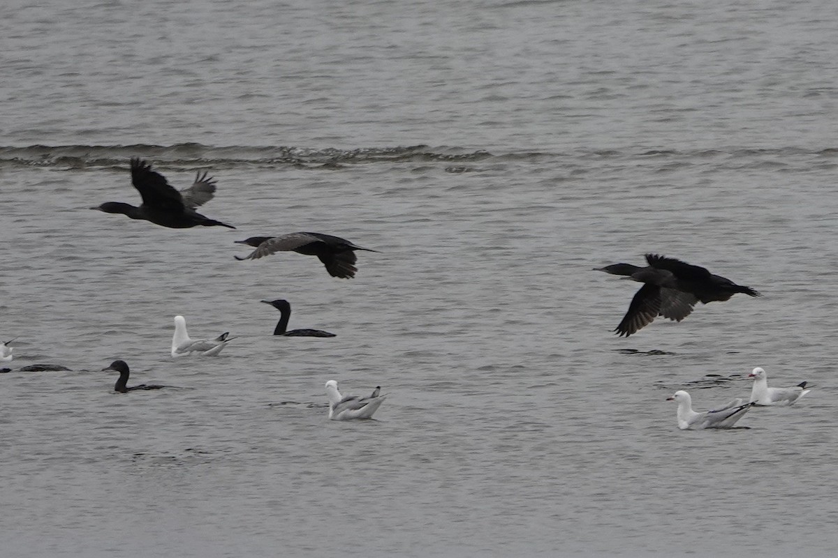 Little Black Cormorant - ML594155581