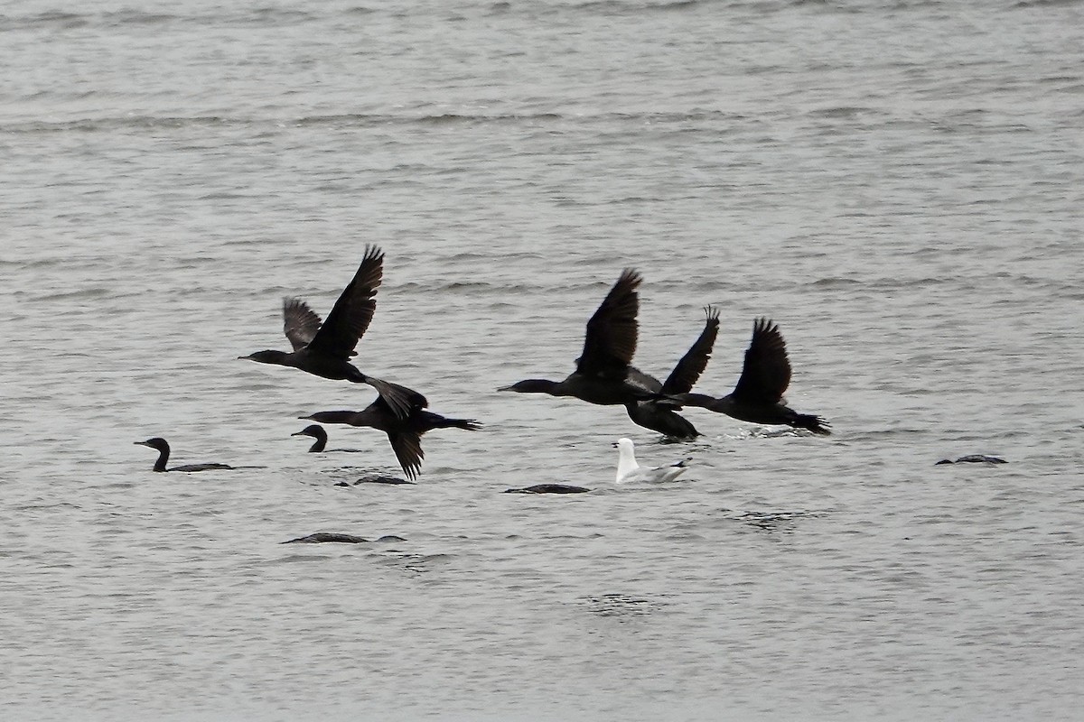 Little Black Cormorant - ML594155591