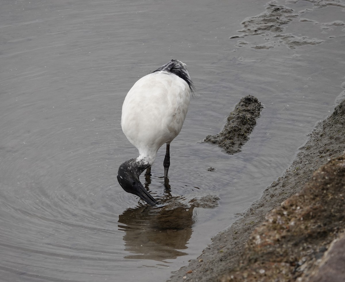 Australian Ibis - ML594155601