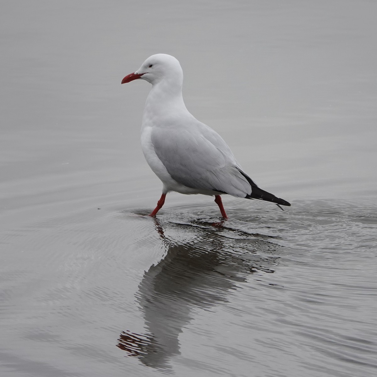 Silver Gull - ML594155611