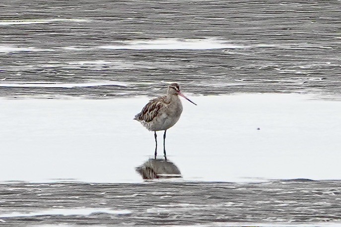 Bar-tailed Godwit - ML594155651