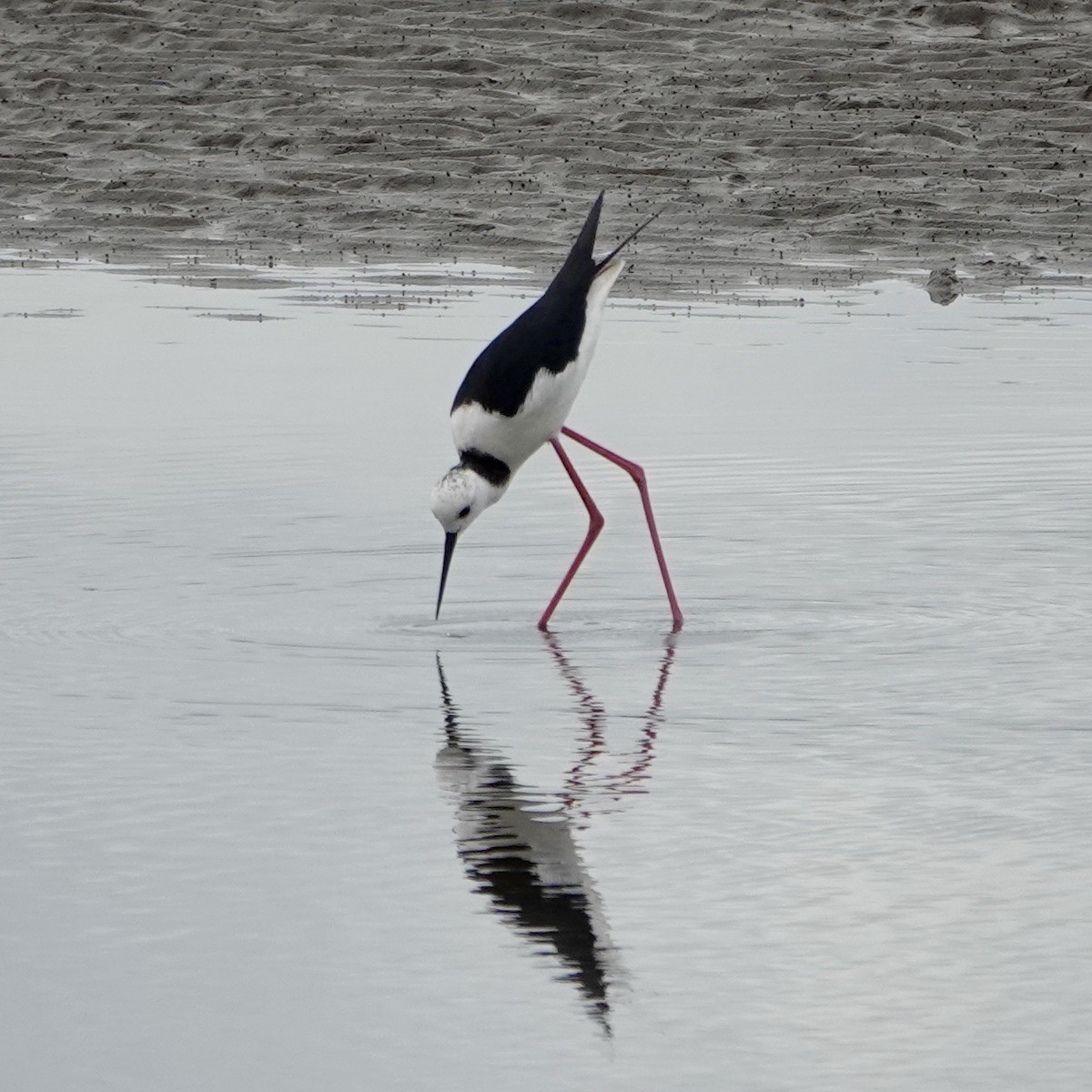 Pied Stilt - ML594155701