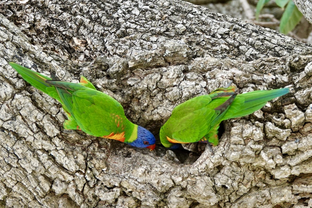 Rainbow Lorikeet - ML594155771