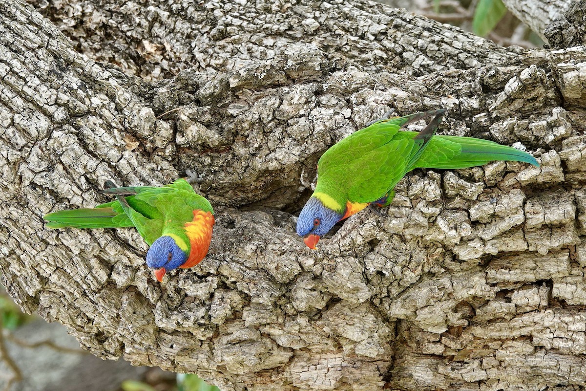 Rainbow Lorikeet - ML594155781