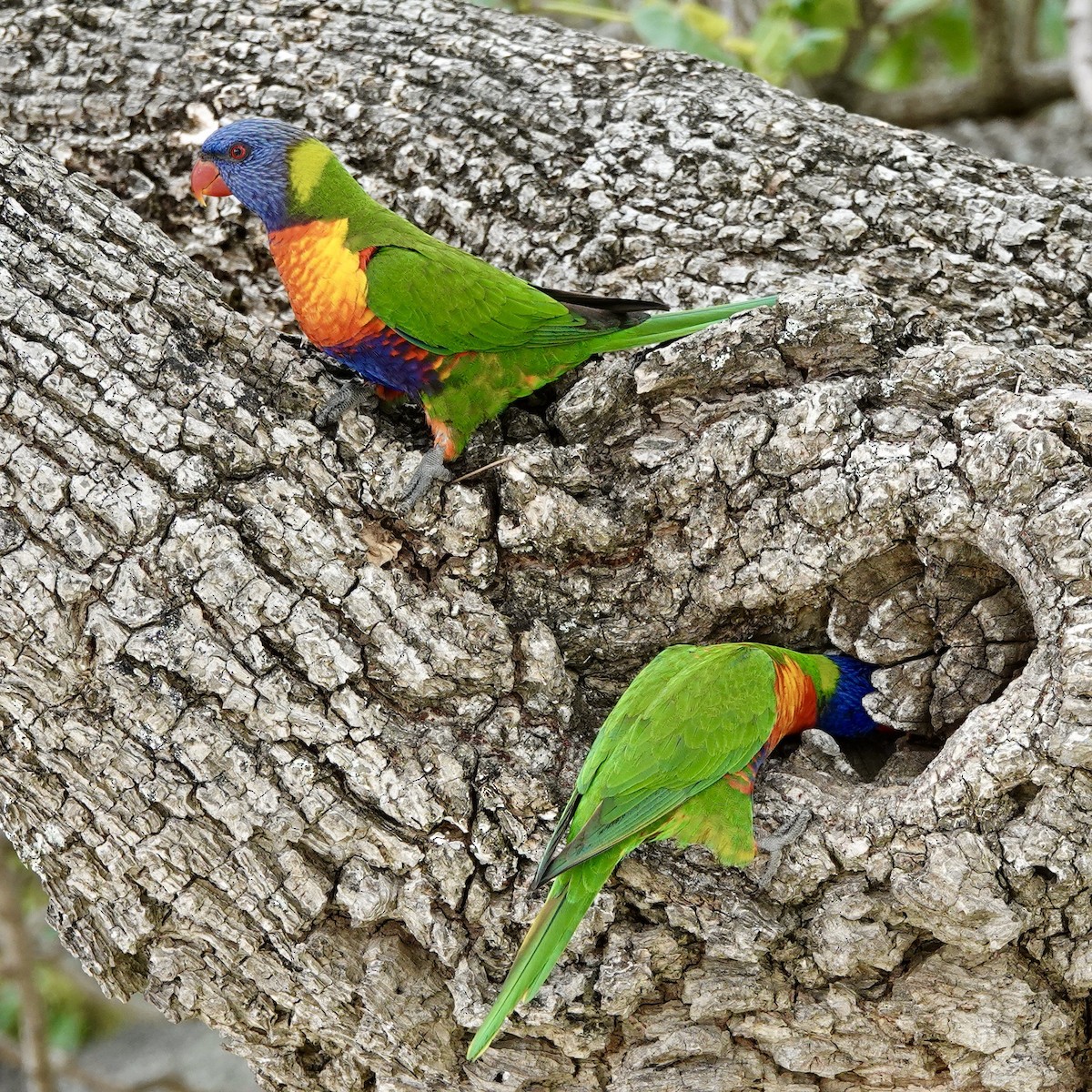 Rainbow Lorikeet - ML594155791