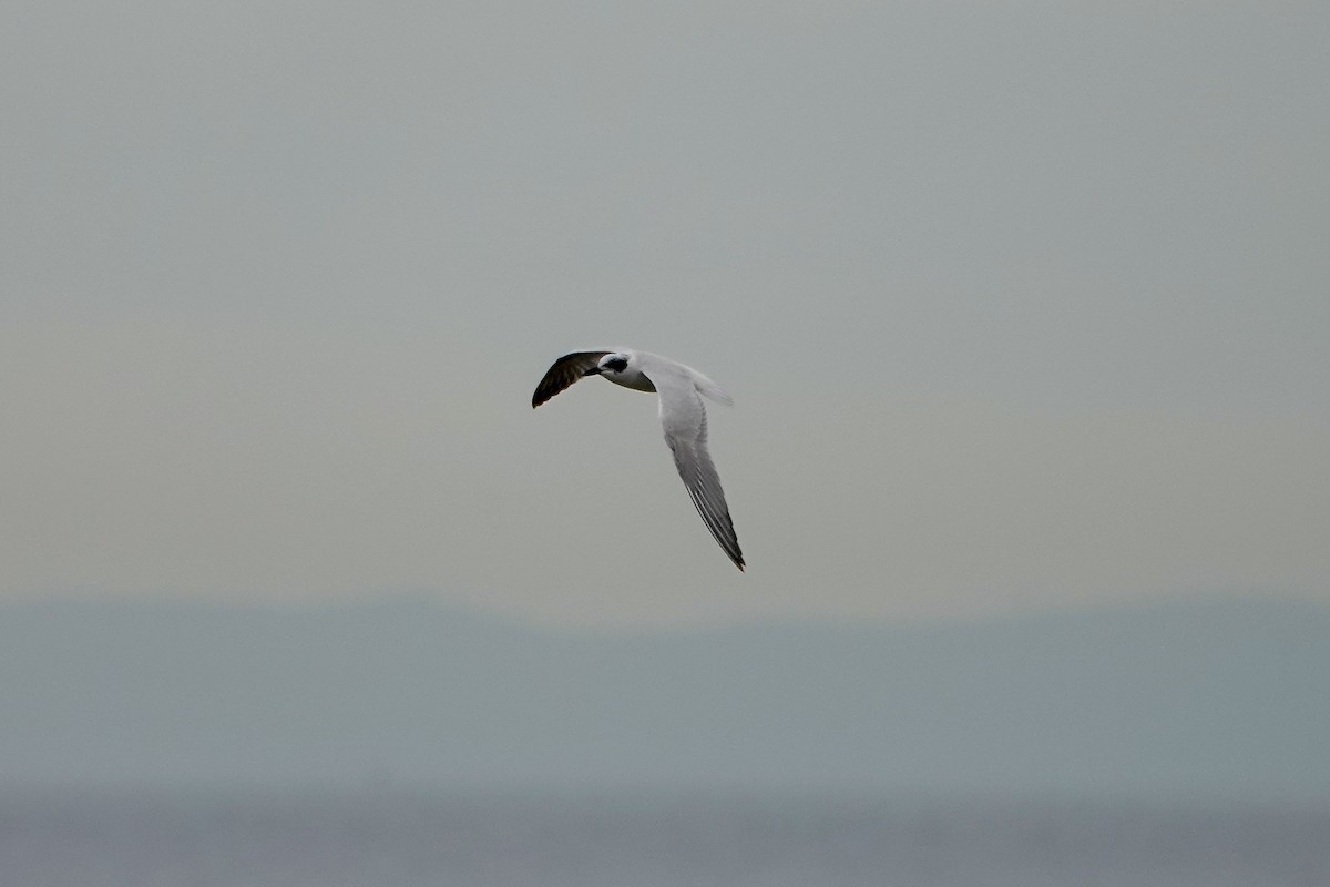 Australian Tern - ML594155801