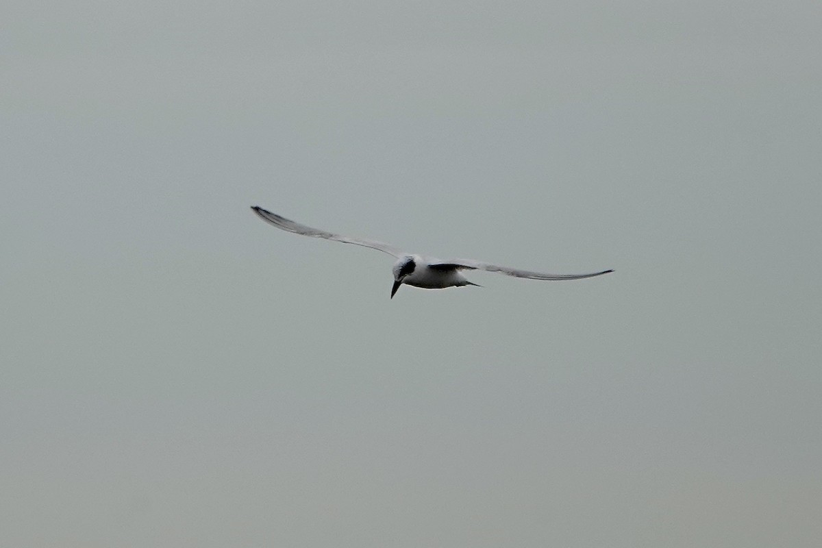 Australian Tern - ML594155811