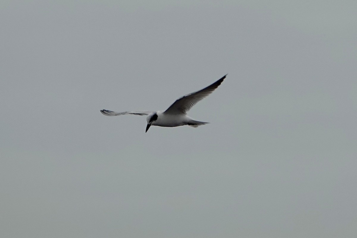 Australian Tern - ML594155821