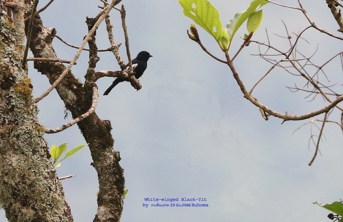 White-winged Black-Tit - ML594156231