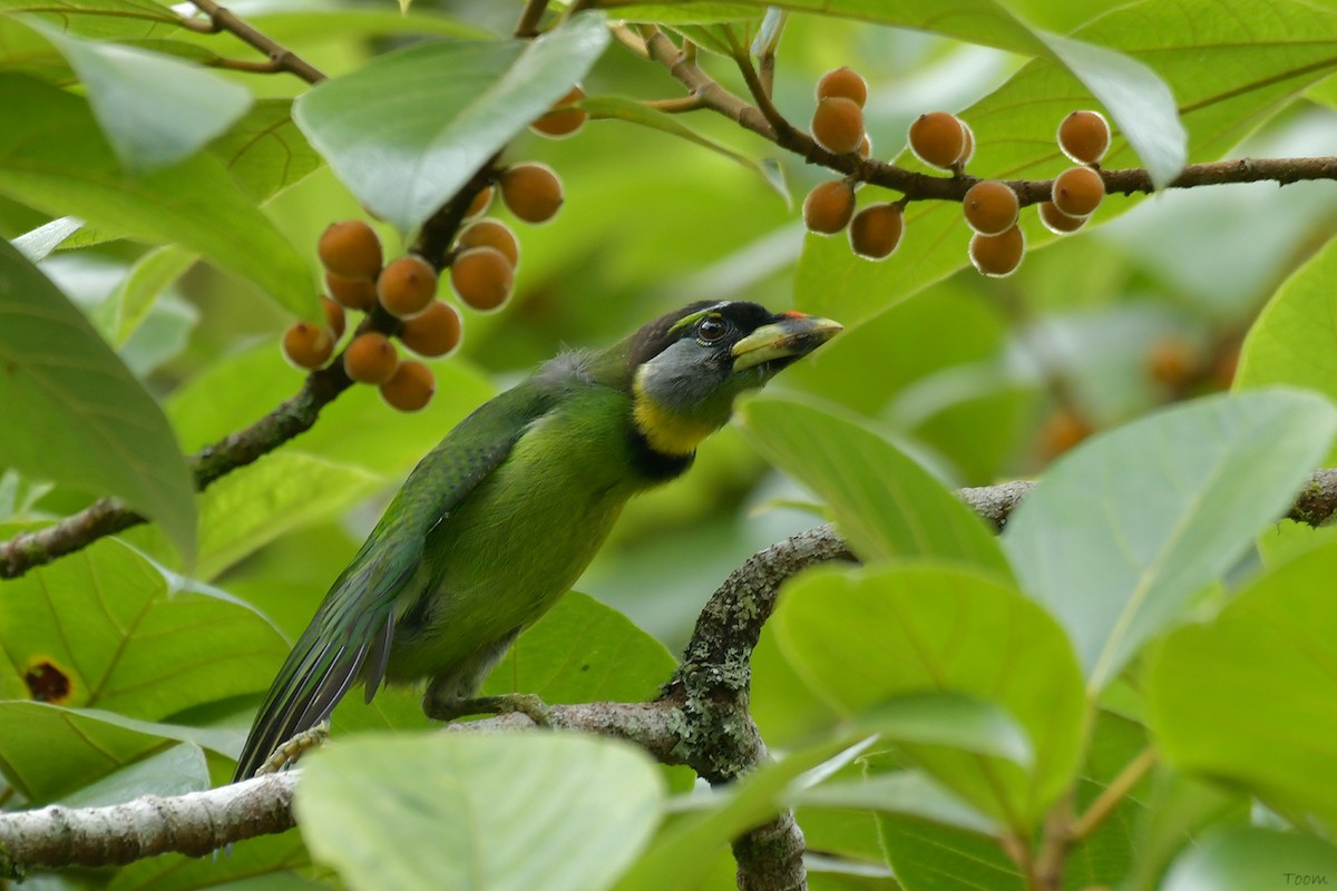 Fire-tufted Barbet - Supaporn Teamwong