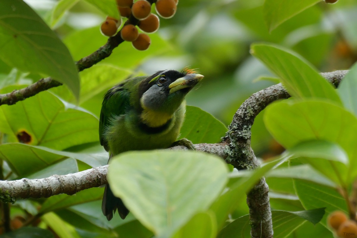 Fire-tufted Barbet - Supaporn Teamwong