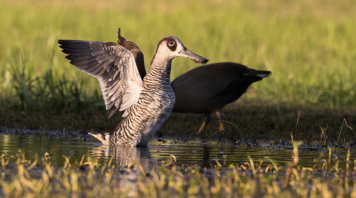 Pink-eared Duck - ML594156691