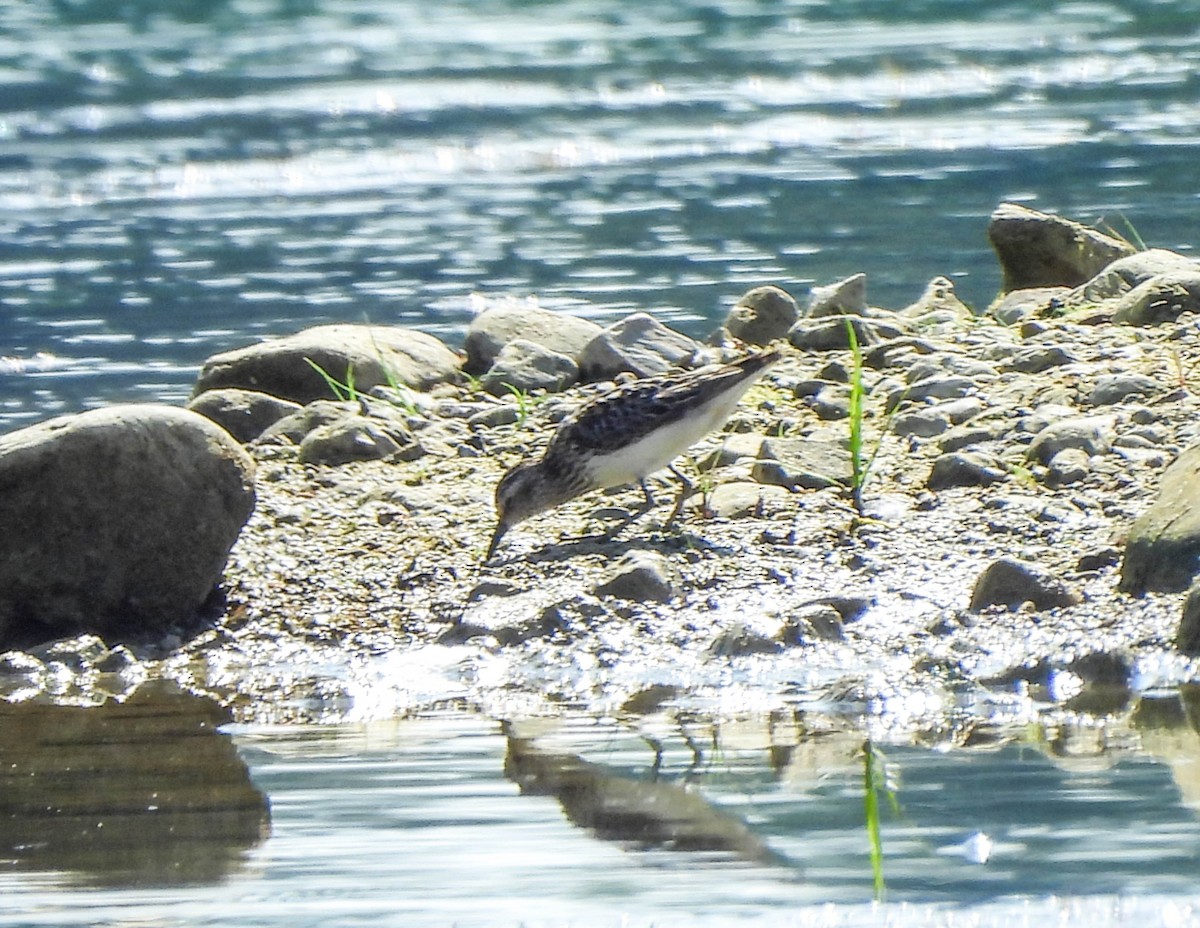 Wiesenstrandläufer - ML594157091