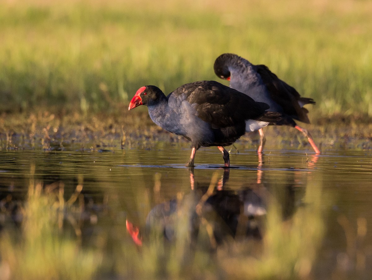 Australasian Swamphen - ML594157111