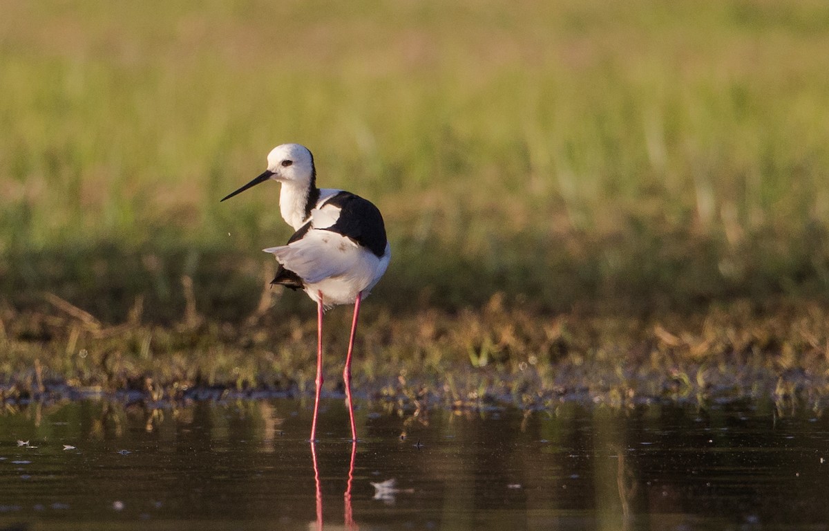 Pied Stilt - ML594157161