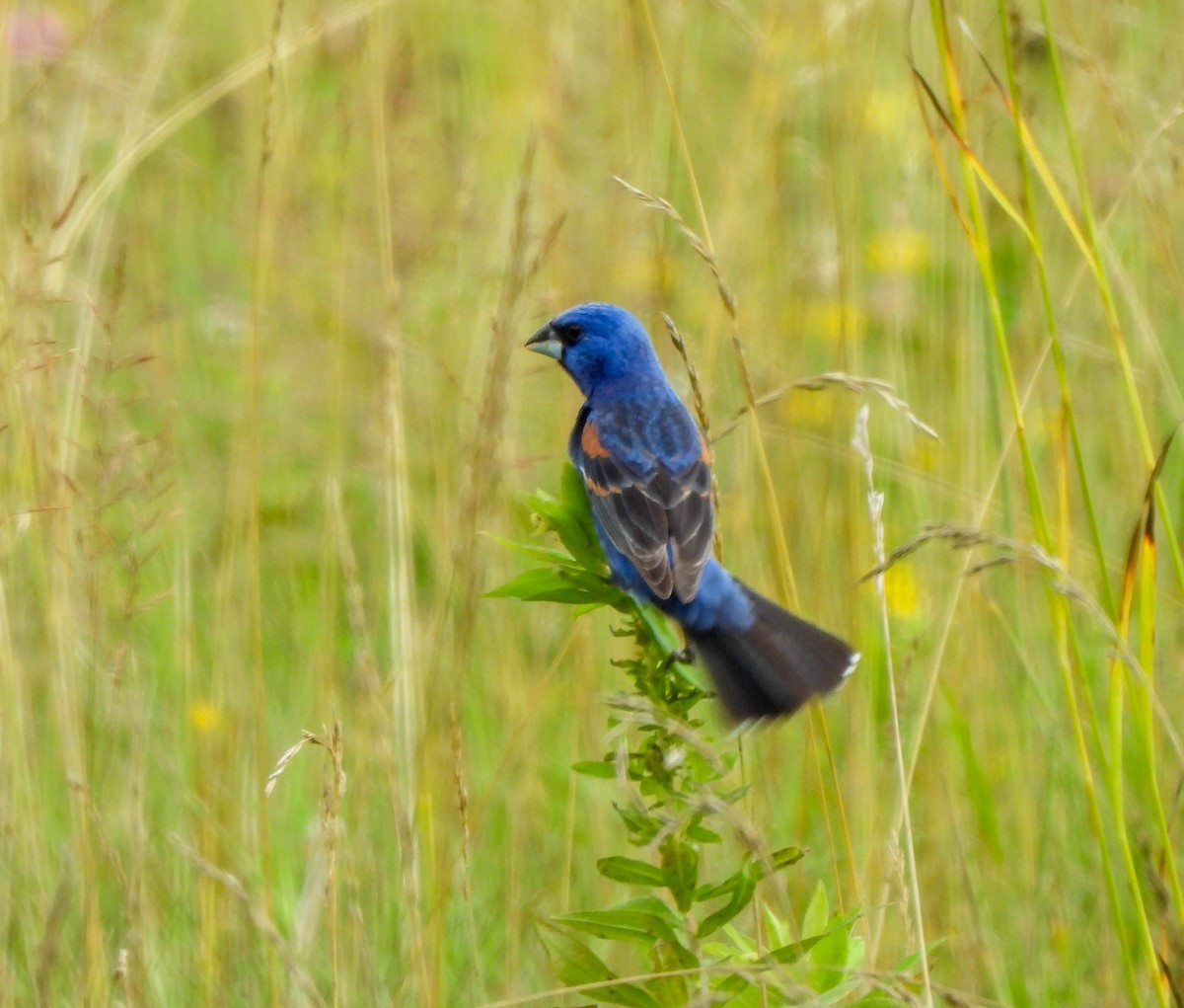 Blue Grosbeak - ML594157211