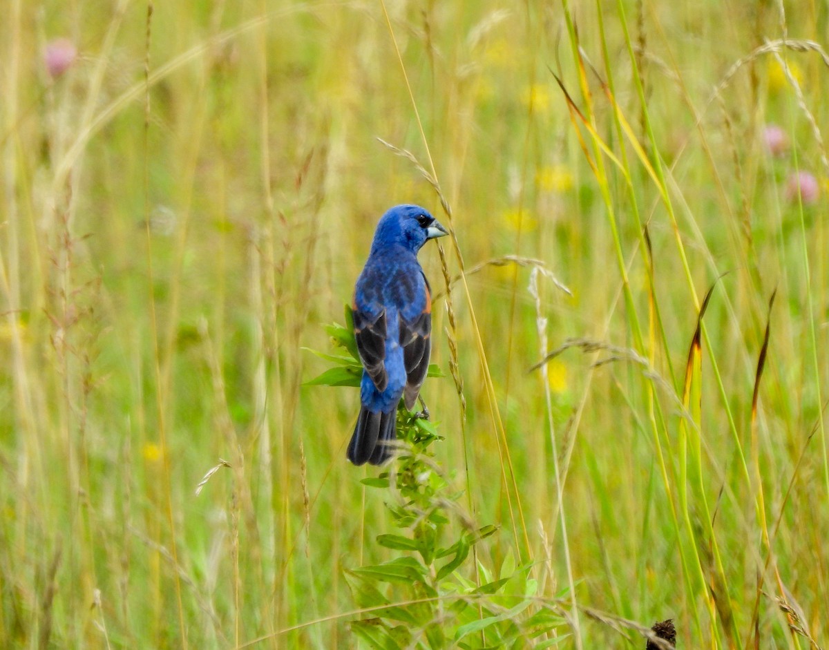 Blue Grosbeak - ML594157221