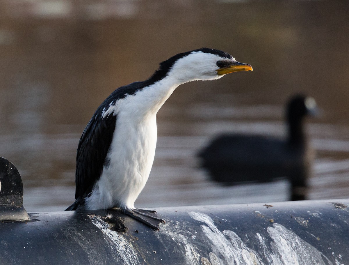 Little Pied Cormorant - ML594157241