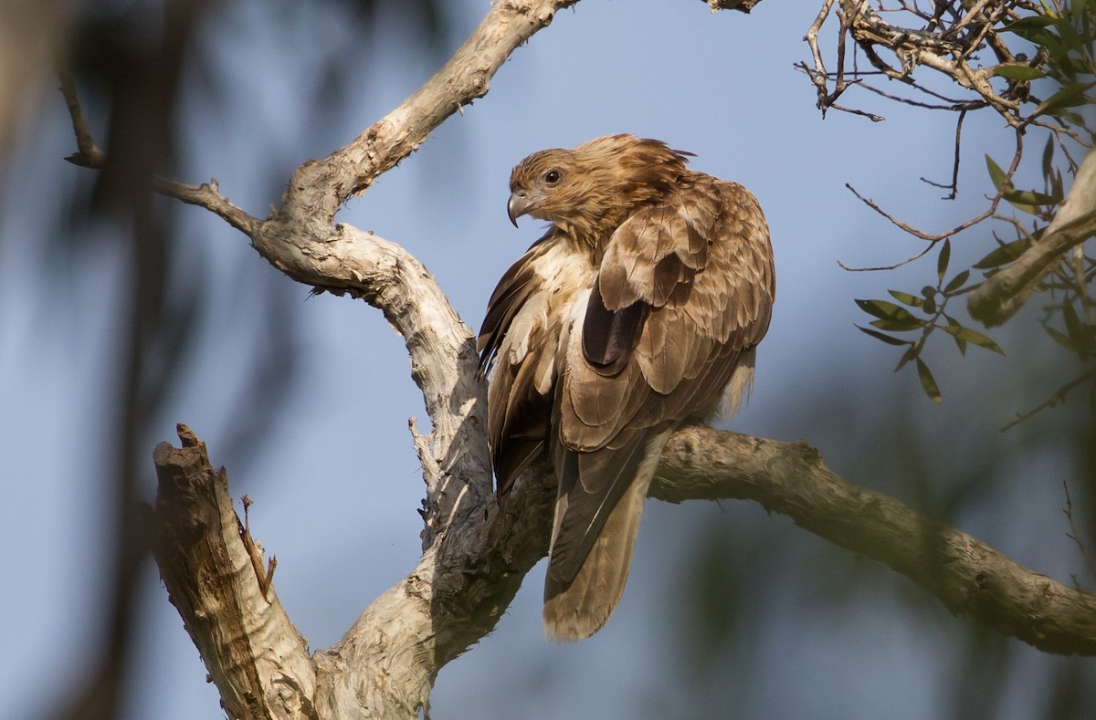 Whistling Kite - ML594157341