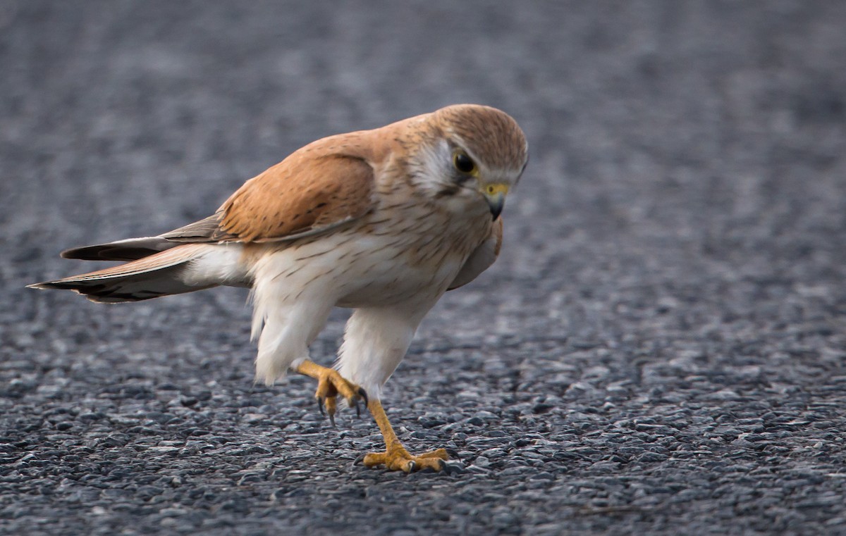 Nankeen Kestrel - ML594157351