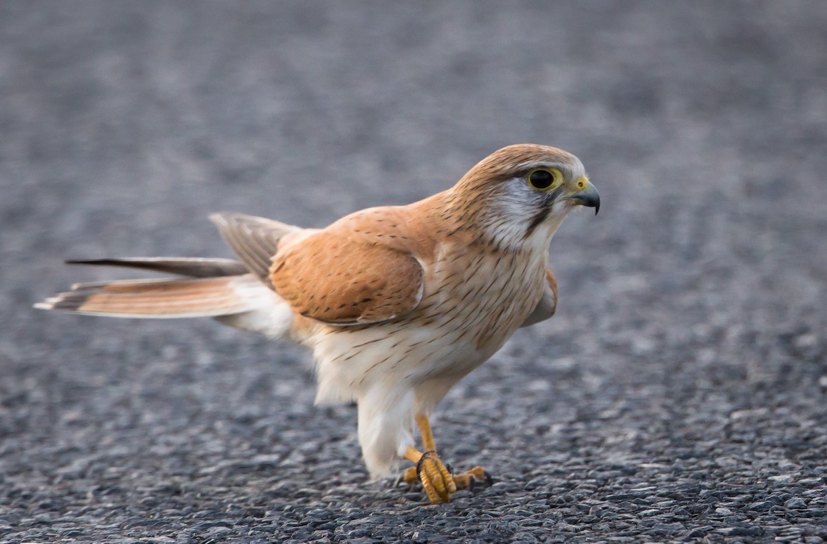 Nankeen Kestrel - ML594157361