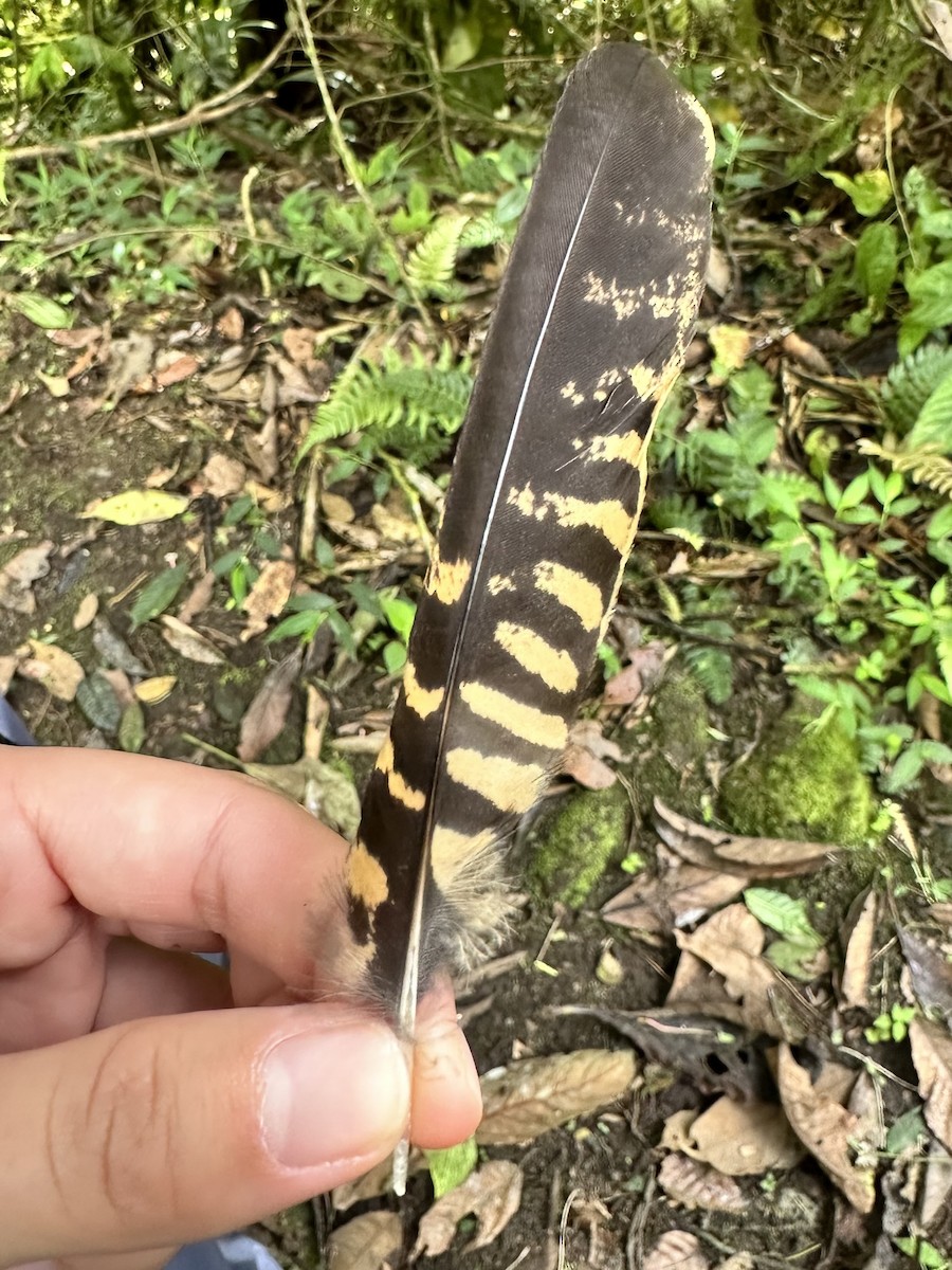 nightjar sp. - ML594158061