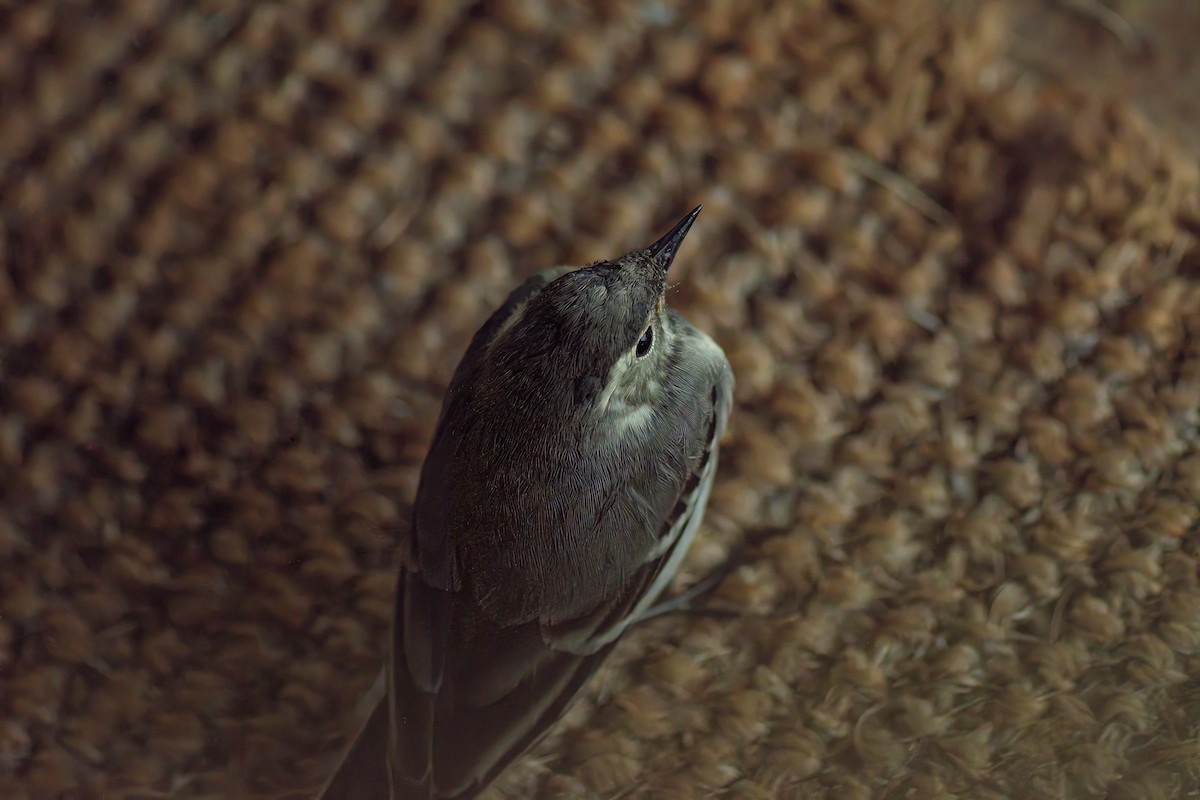 White Wagtail (White-faced) - ML594158281