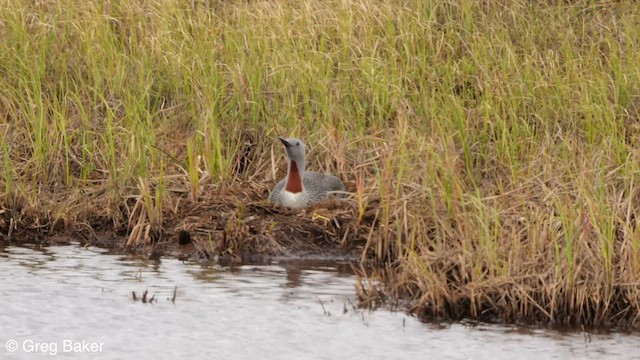 Red-throated Loon - ML594158941