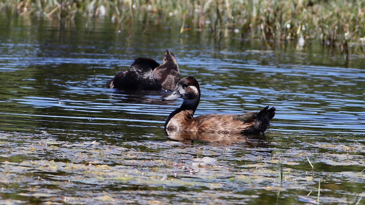 Southern Pochard - ML594159011