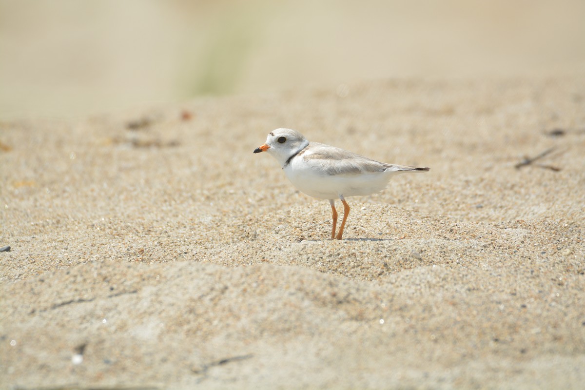 Piping Plover - ML594159031