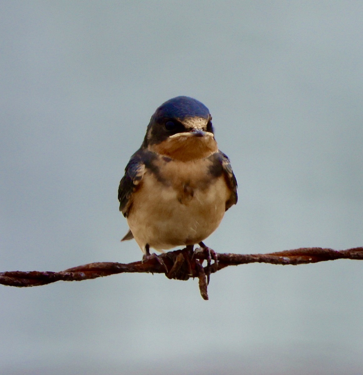 Golondrina Común - ML594159201