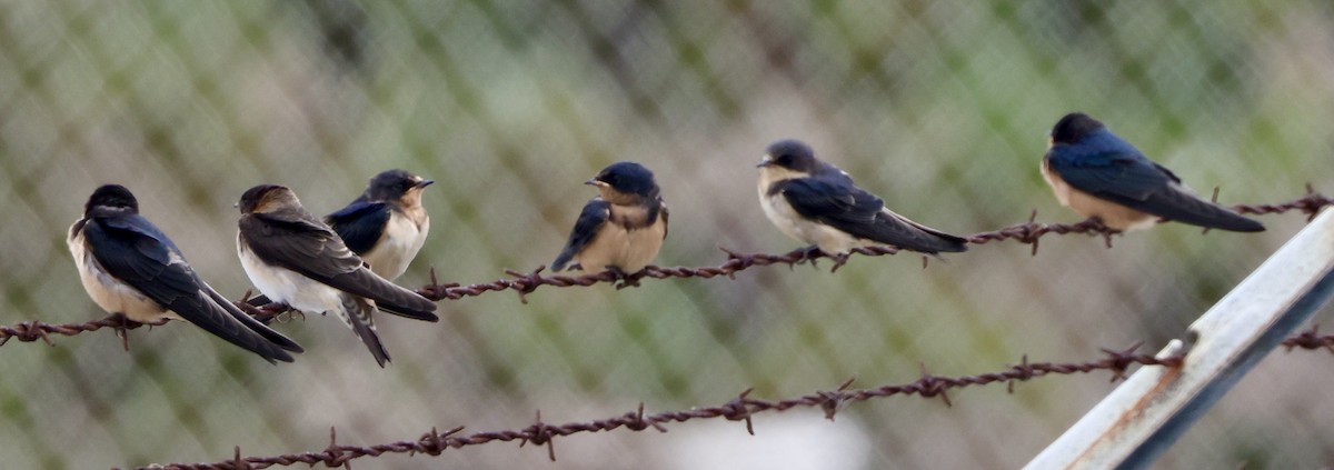 Golondrina Común - ML594159241