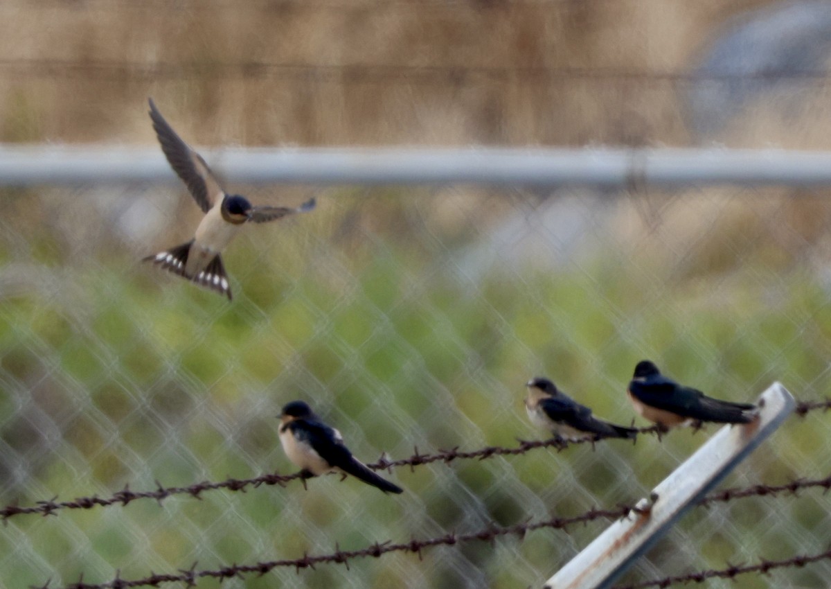 Golondrina Común - ML594159261