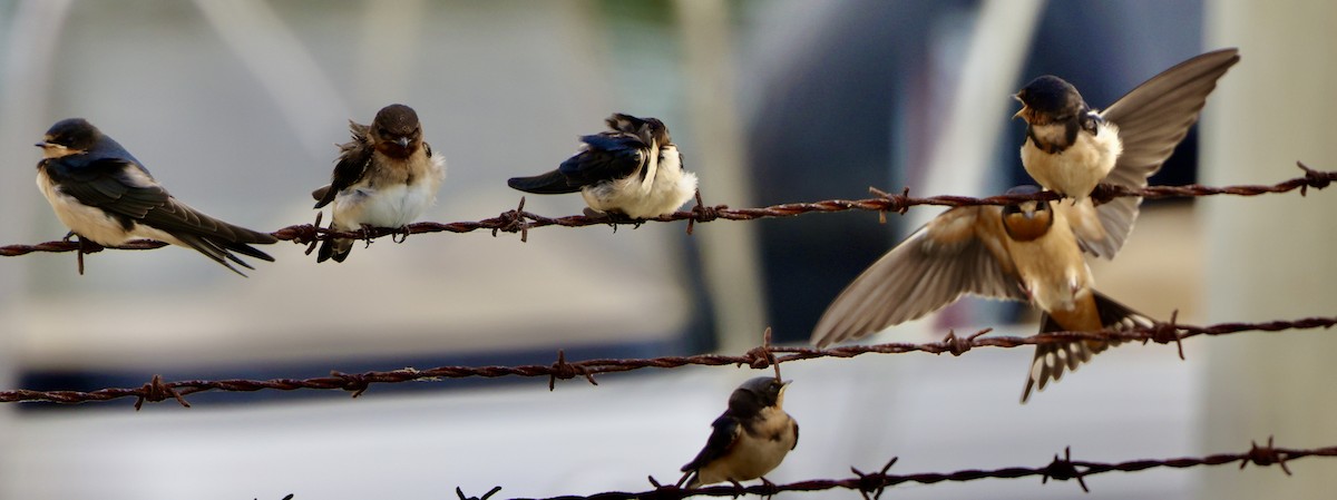 Golondrina Común - ML594159271