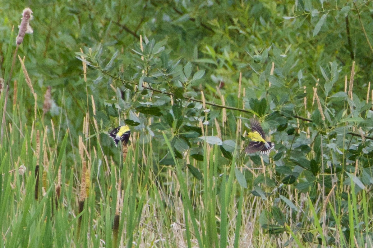 American Goldfinch - Anonymous