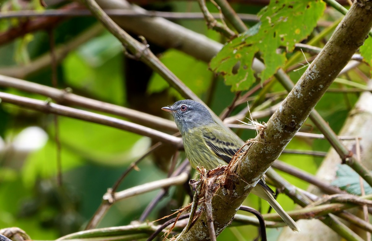 White-fronted Tyrannulet (Zeledon's) - ML594159831