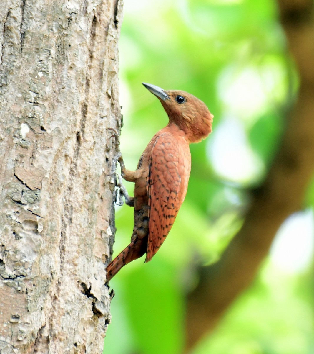 Rufous Woodpecker - ML594160211