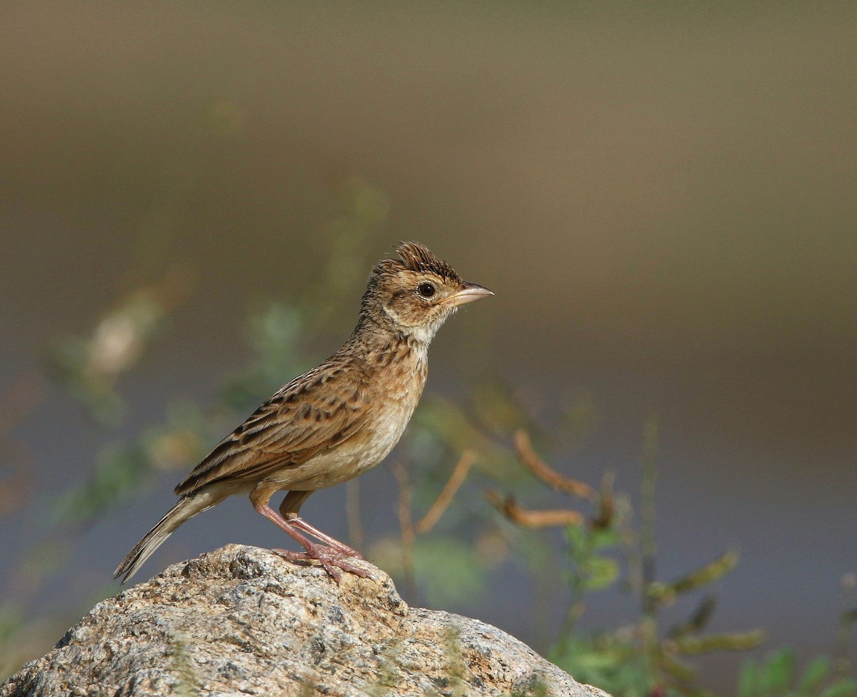 Singing Bushlark - ML594160301