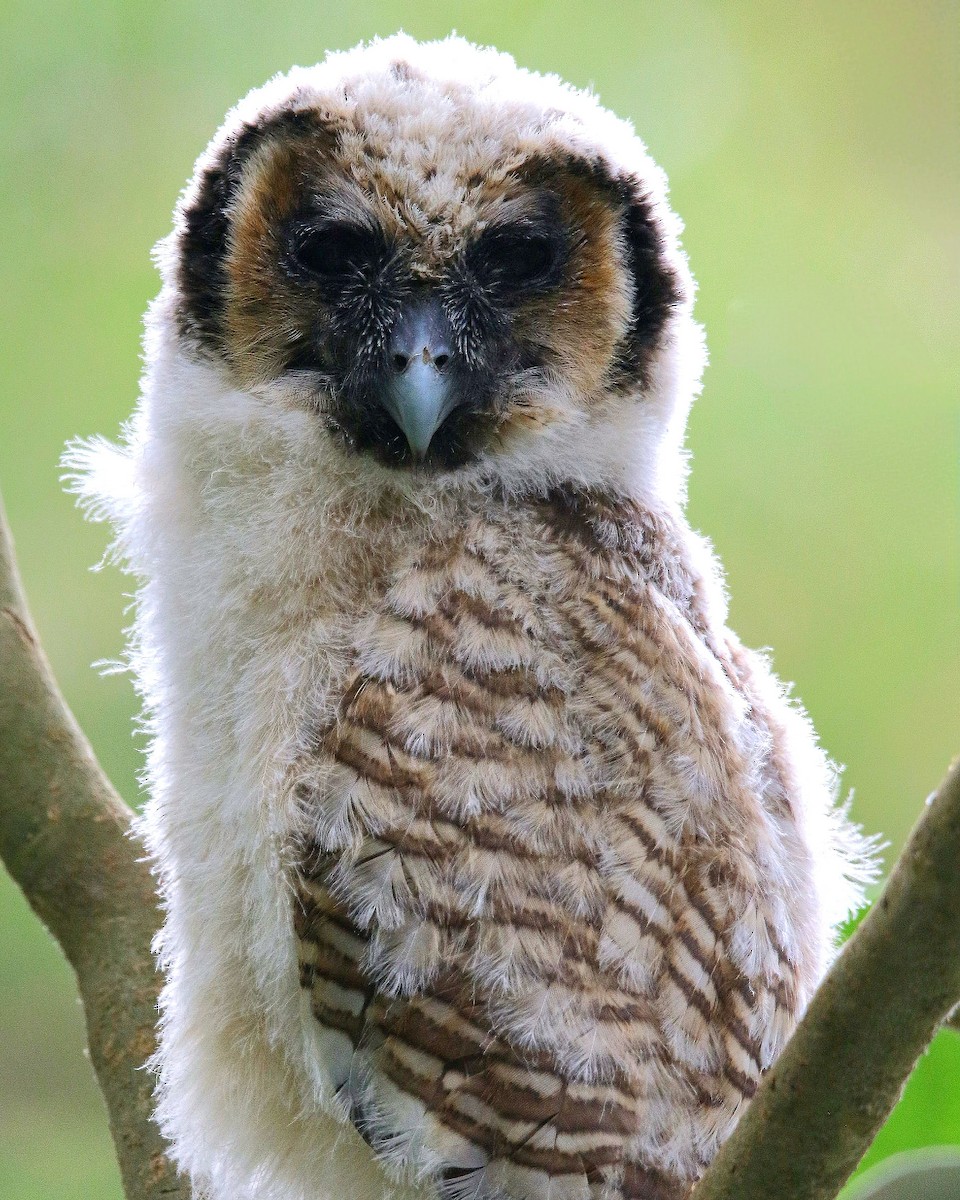 Brown Wood-Owl - ML594160391