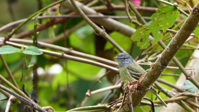 White-fronted Tyrannulet (Zeledon's) - ML594160451